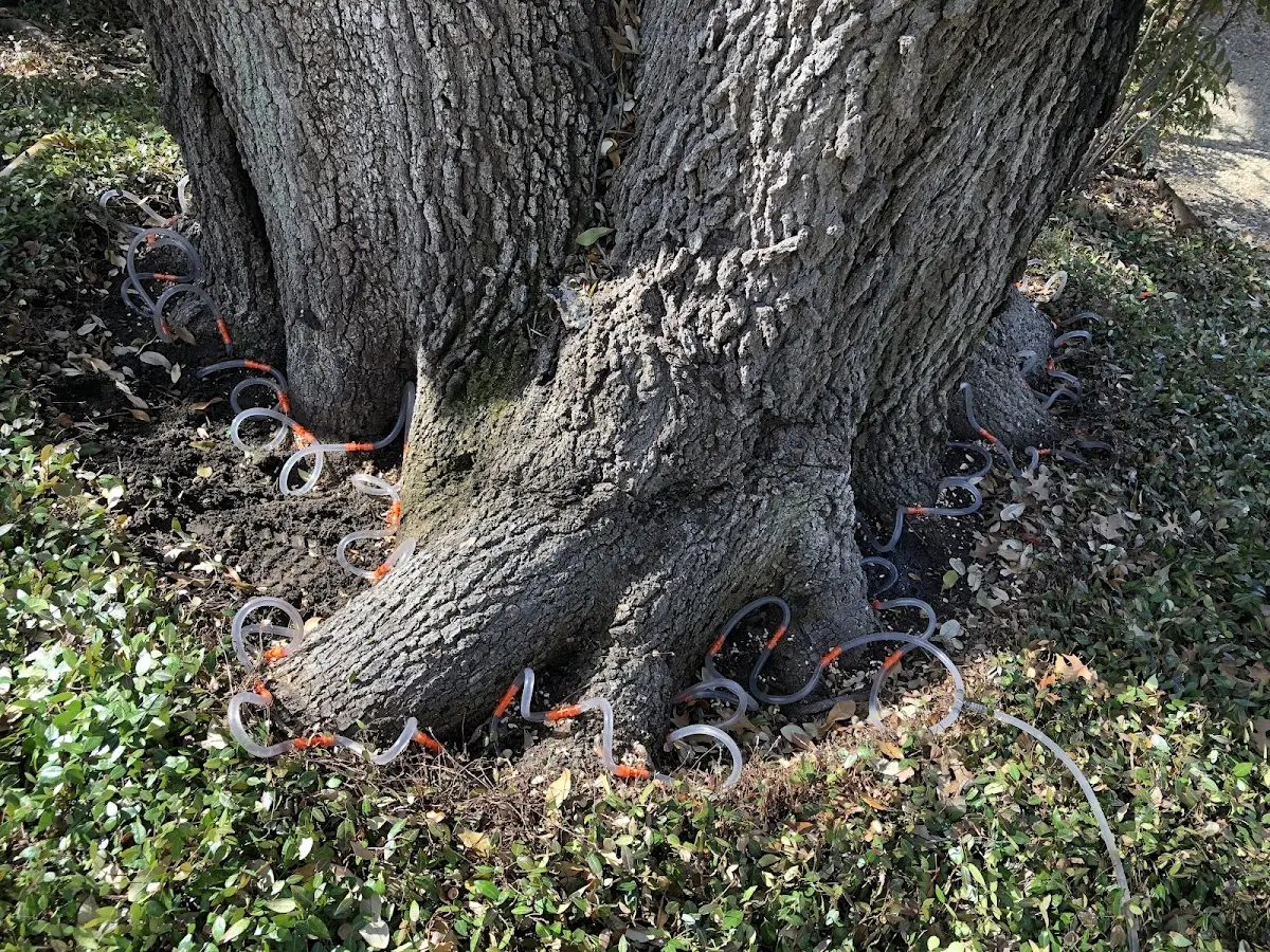 Detailed Tree Cabling and Bracing job site in Startup